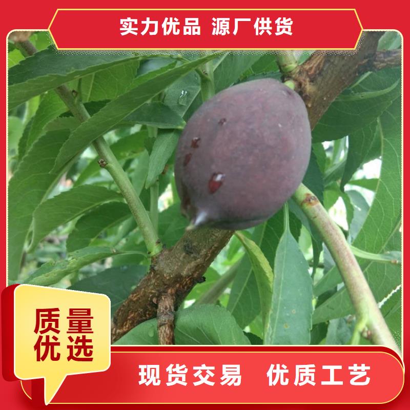 桃黄瓜苗源头工厂价格实惠工厂直供