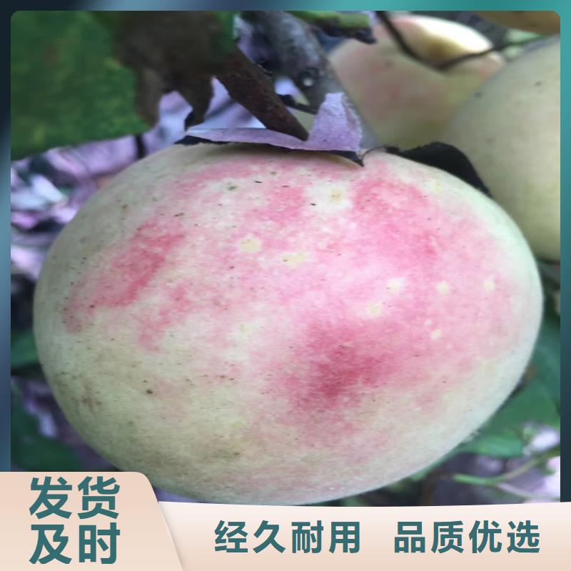 【桃3公分石榴苗资质认证】工厂自营