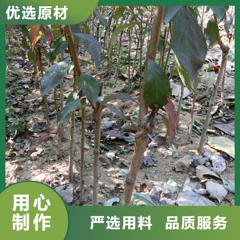 李子北美冬青支持批发零售专业生产品质保证