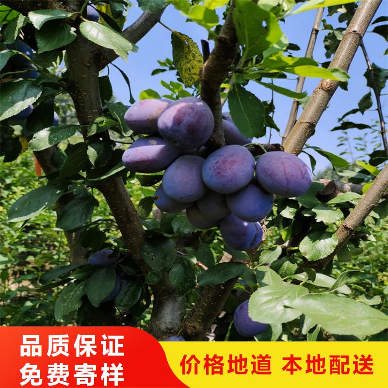 李子_杏树苗生产加工品种全