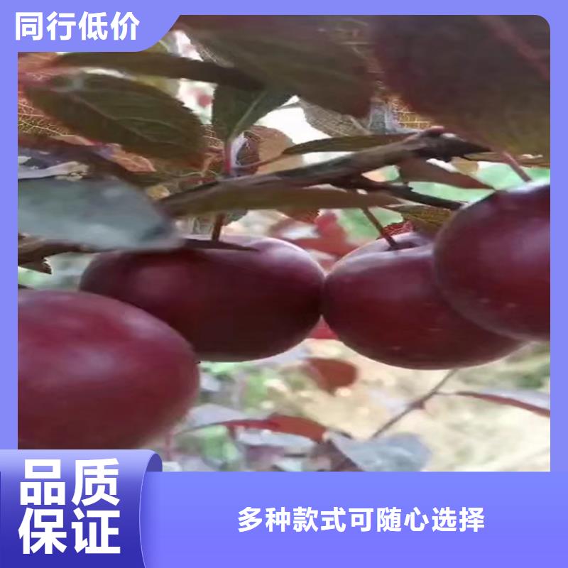 李子梨树苗价格合理同城货源