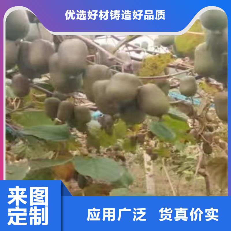 【猕猴桃】苹果苗今年新款24小时下单发货