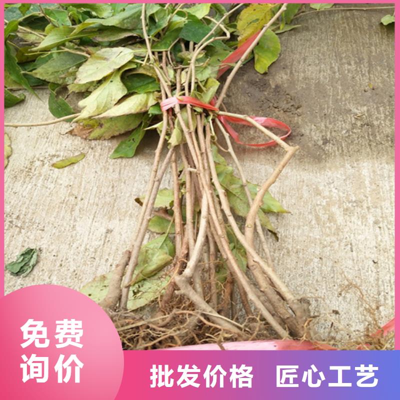 猕猴桃蓝莓苗检验发货当地生产商