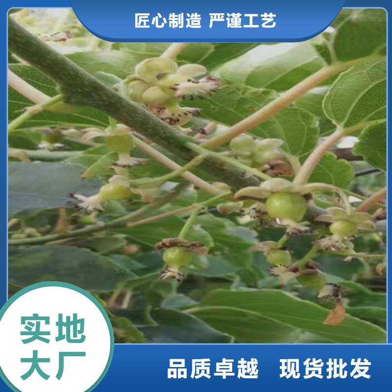 猕猴桃,樱桃苗优质货源用心做产品