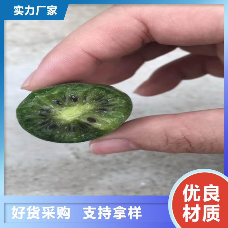 猕猴桃葡萄苗让客户买的放心用心经营
