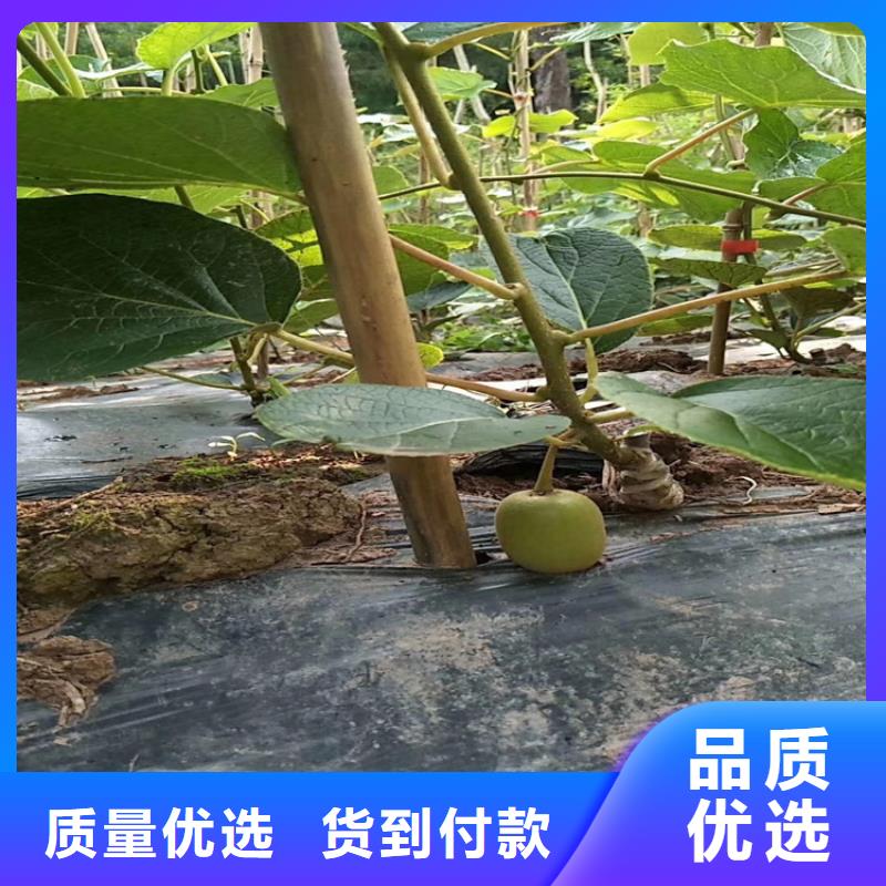 猕猴桃奶油草莓专注品质的图文介绍