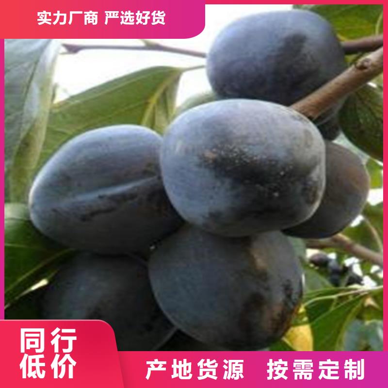 柿子,石榴树实力雄厚品质保障放心购