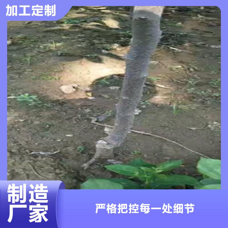 柿子_桃树苗厂家实力大实力见证