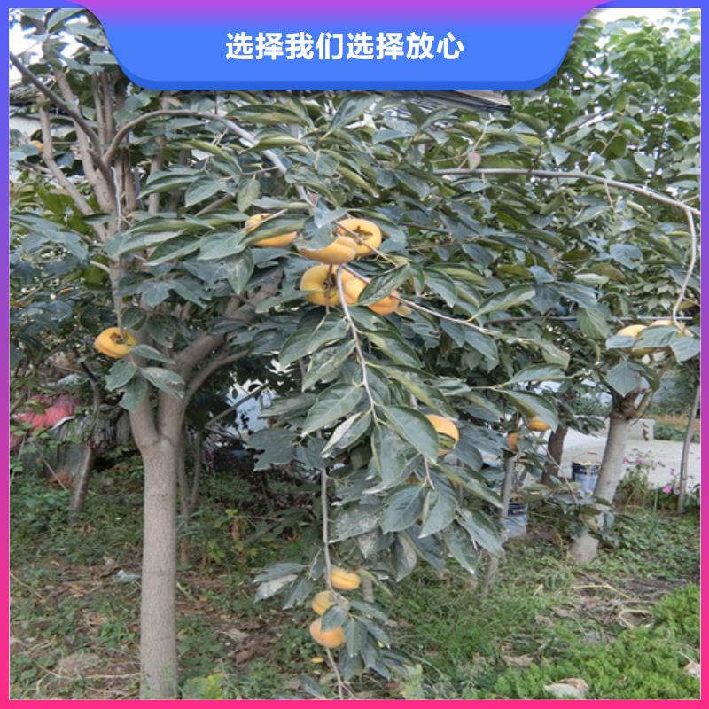 柿子樱桃苗多种款式可随心选择品质过硬