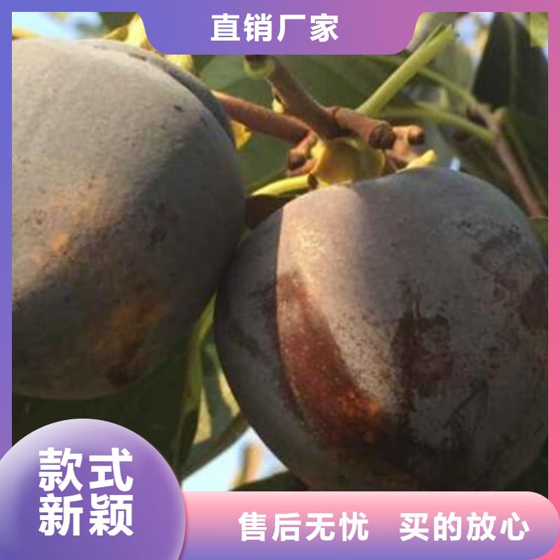 柿子樱桃苗精心本地厂家