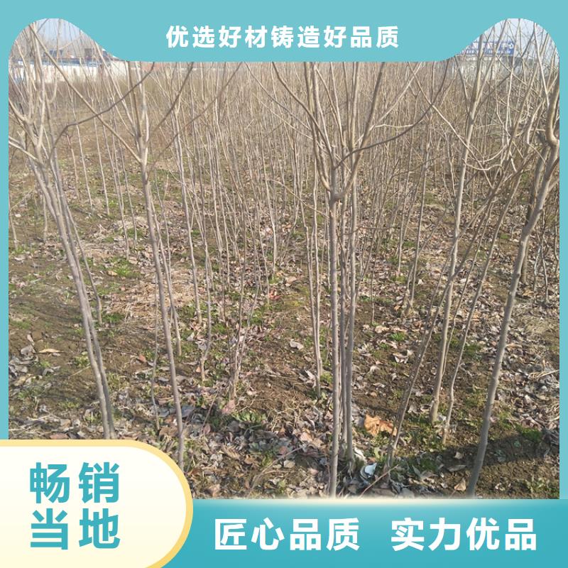 柿子【樱桃苗】一站式采购方便省心产地批发