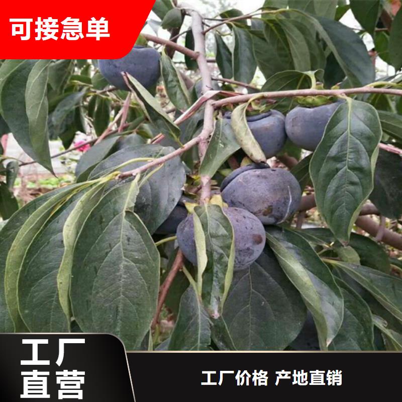 柿子_李子苗质量可靠市场报价