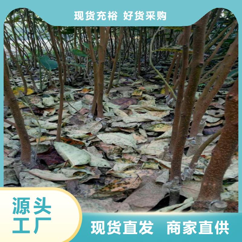 柿子,樱桃苗层层质检同城公司