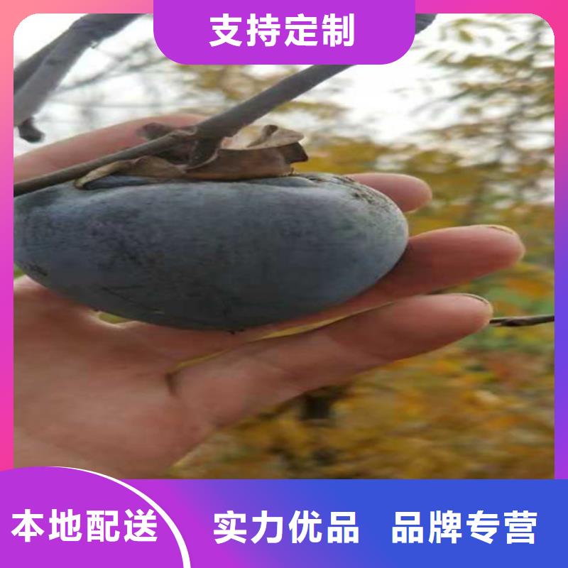 柿子【樱桃苗】追求细节品质N年生产经验