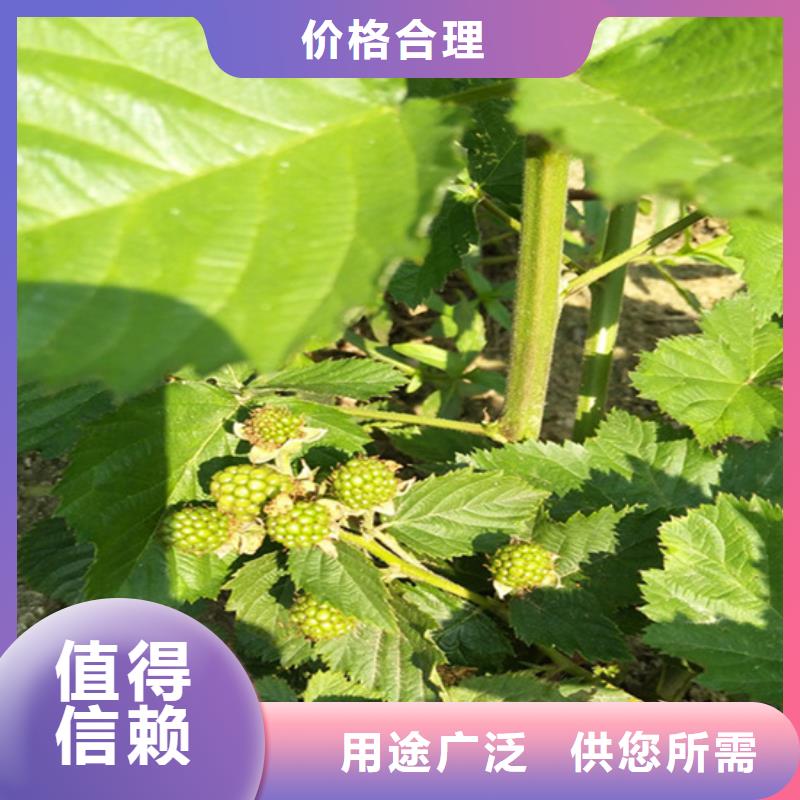树莓嘎啦苹果用心细节现货齐全售后无忧