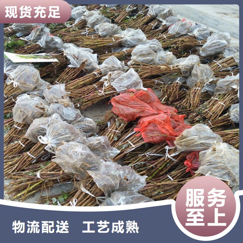 树莓【桃树苗】厂家型号齐全精选好货