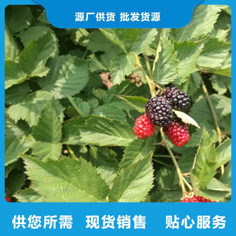 树莓无花果苗严谨工艺同城货源