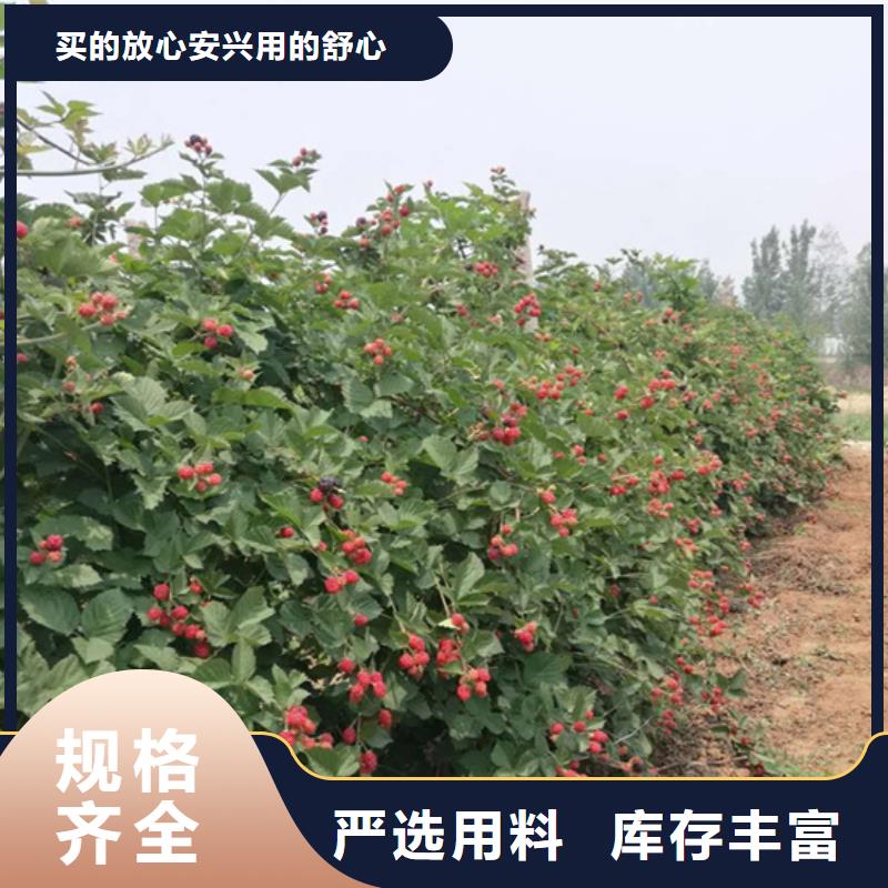 树莓苹果苗可放心采购打造行业品质