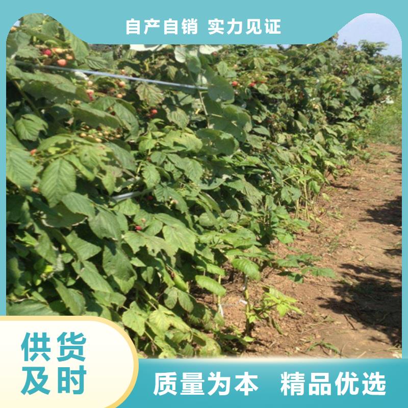 【树莓】桃树苗厂家经验丰富实力厂家