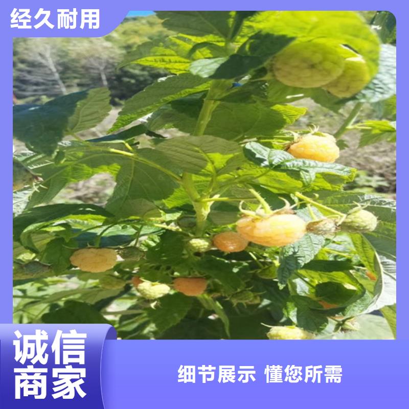 【树莓】梨树苗好货有保障当地品牌