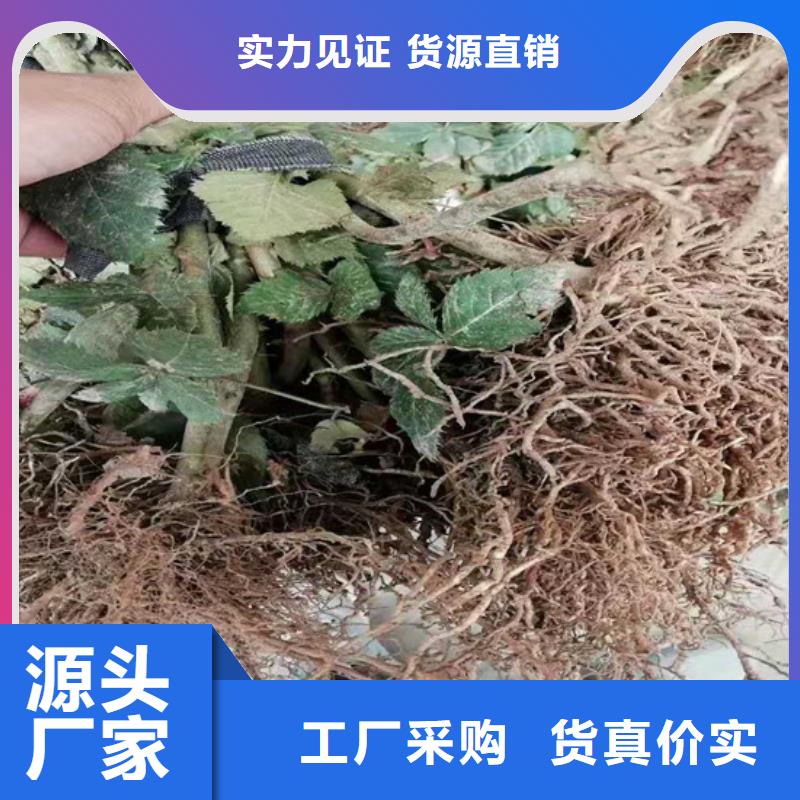 树莓杏树苗制造厂家当地厂家