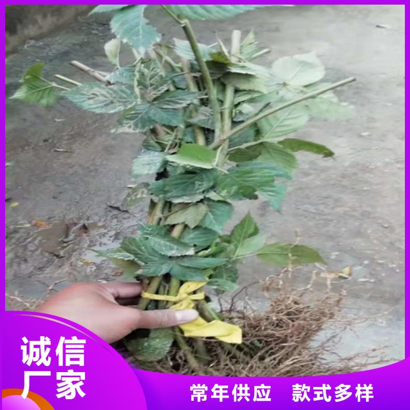 【树莓苹果苗源头工厂量大优惠】厂家拥有先进的设备