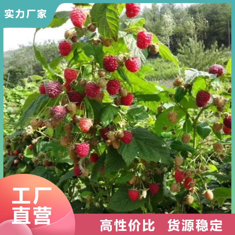 【树莓】苹果苗质优价廉检验发货