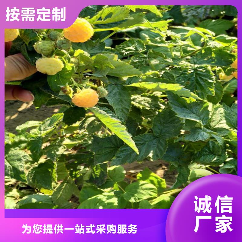 树莓北美冬青一件也发货优选货源