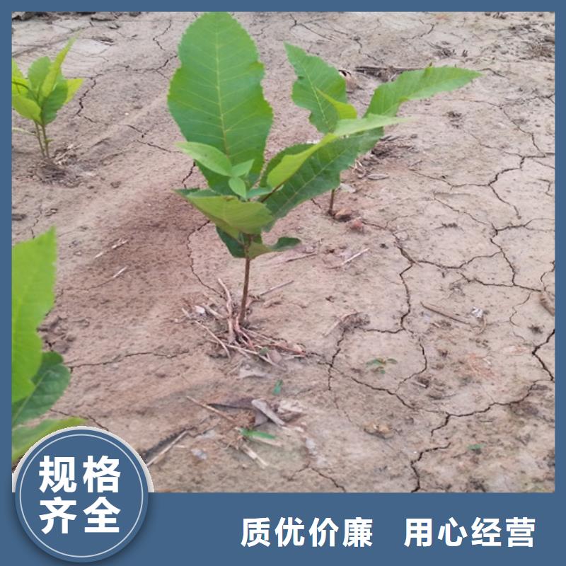 碧根果,樱桃苗支持定制批发同城品牌