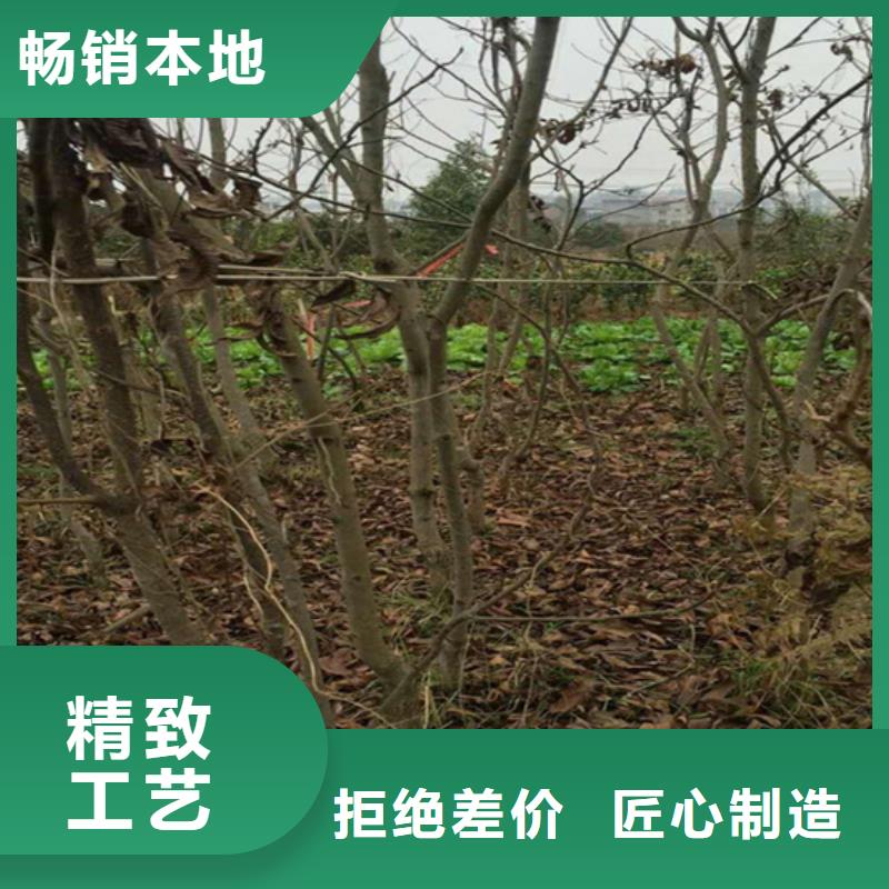 【碧根果黄瓜苗设计制造销售服务一体】当地生产商