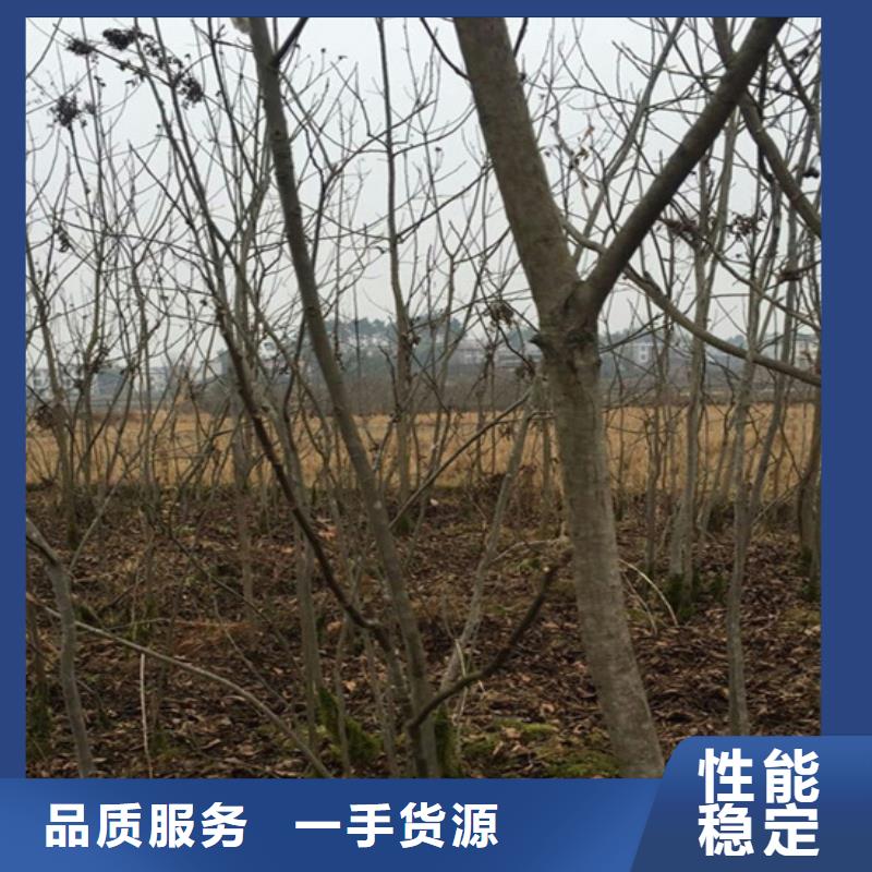 碧根果蓝莓苗老品牌厂家当地制造商