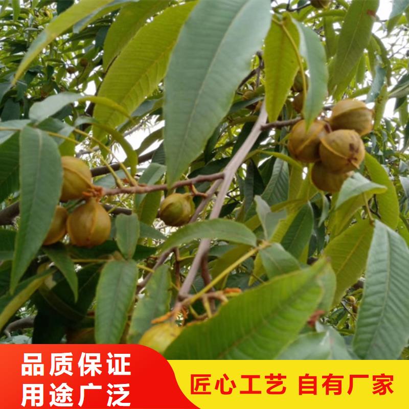 【碧根果】_樱桃苗产品细节参数大库存无缺货危机