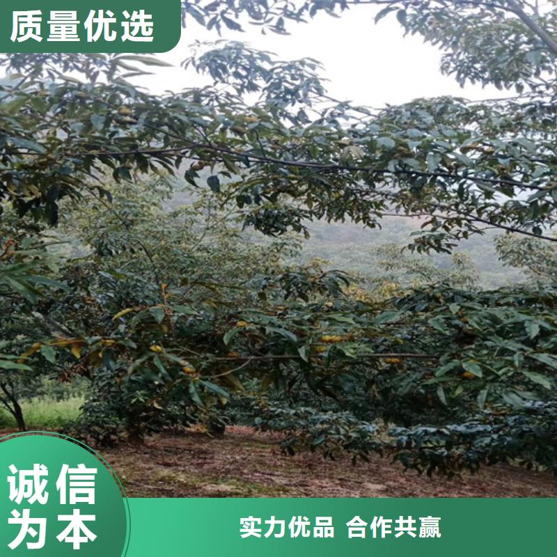 碧根果【苹果苗】对质量负责本地生产商