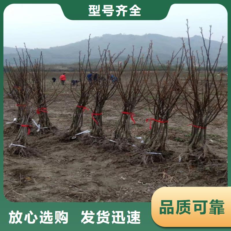 碧根果西瓜番石榴苗支持定制加工专注细节专注品质