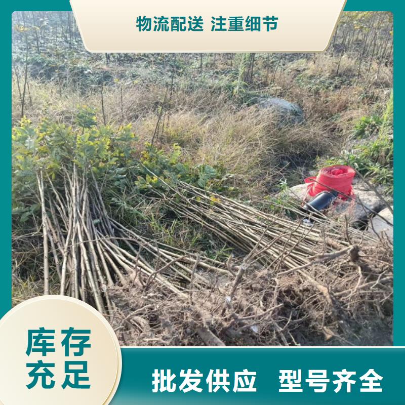 碧根果【花椒苗】大品牌值得信赖售后服务完善