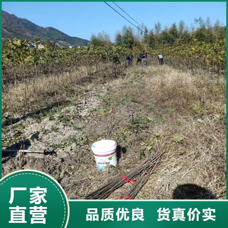 碧根果玛瑙红石榴苗多种优势放心选择本地制造商