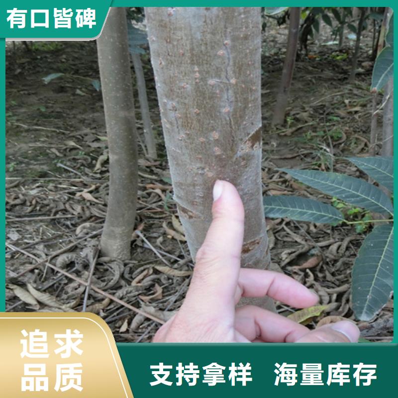 香椿_【葡萄苗】优良工艺专注细节使用放心