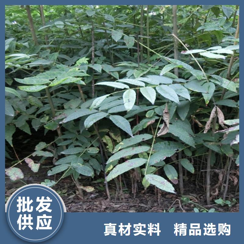 香椿梨树苗随心所欲定制工厂认证