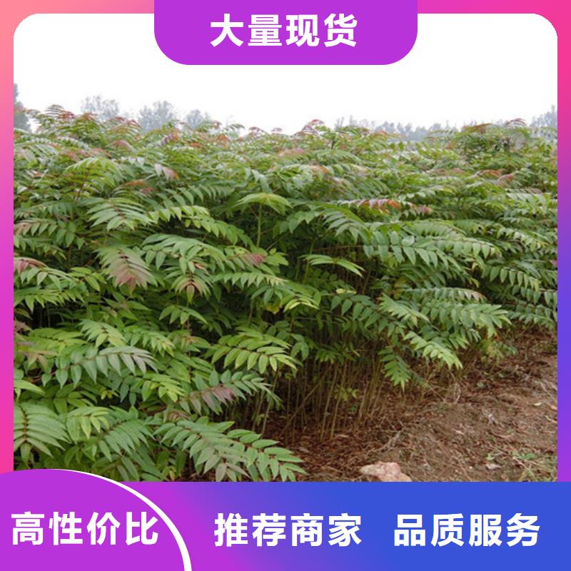 香椿猕猴桃苗好货直销质量牢靠