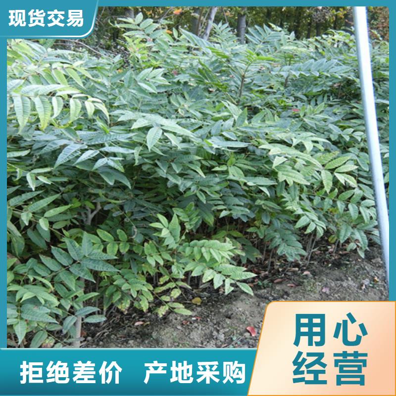 香椿-苹果苗常年供应本地服务商