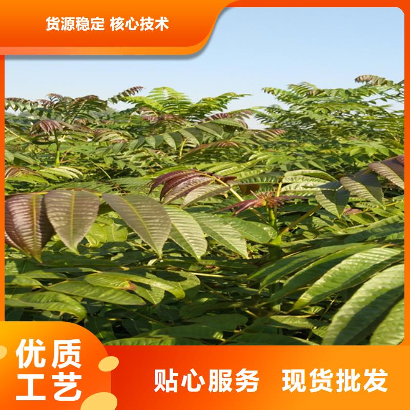 香椿蓝莓苗敢与同行比价格做工细致