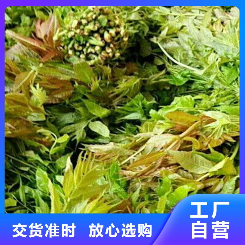 【香椿】草莓苗无中间商厂家直销同城生产厂家