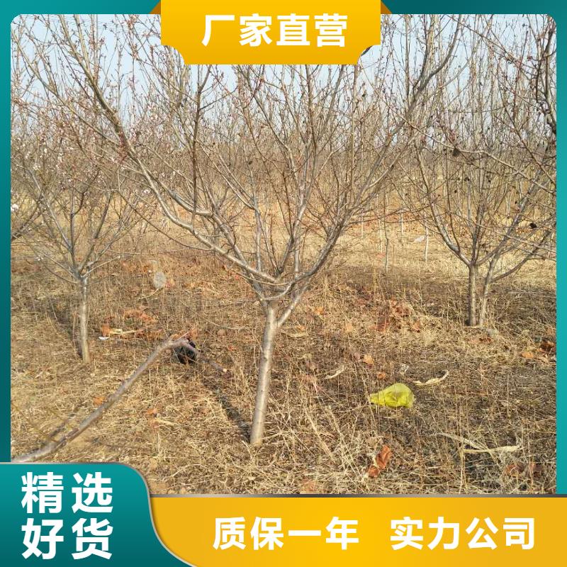 【杏苹果苗厂家销售】保障