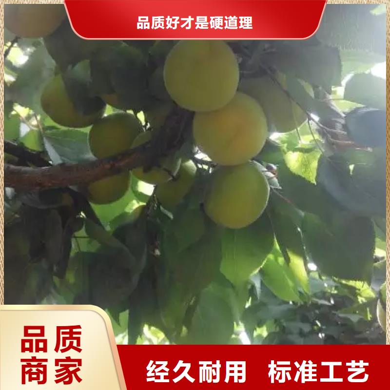 【杏梨树苗质量好】市场报价