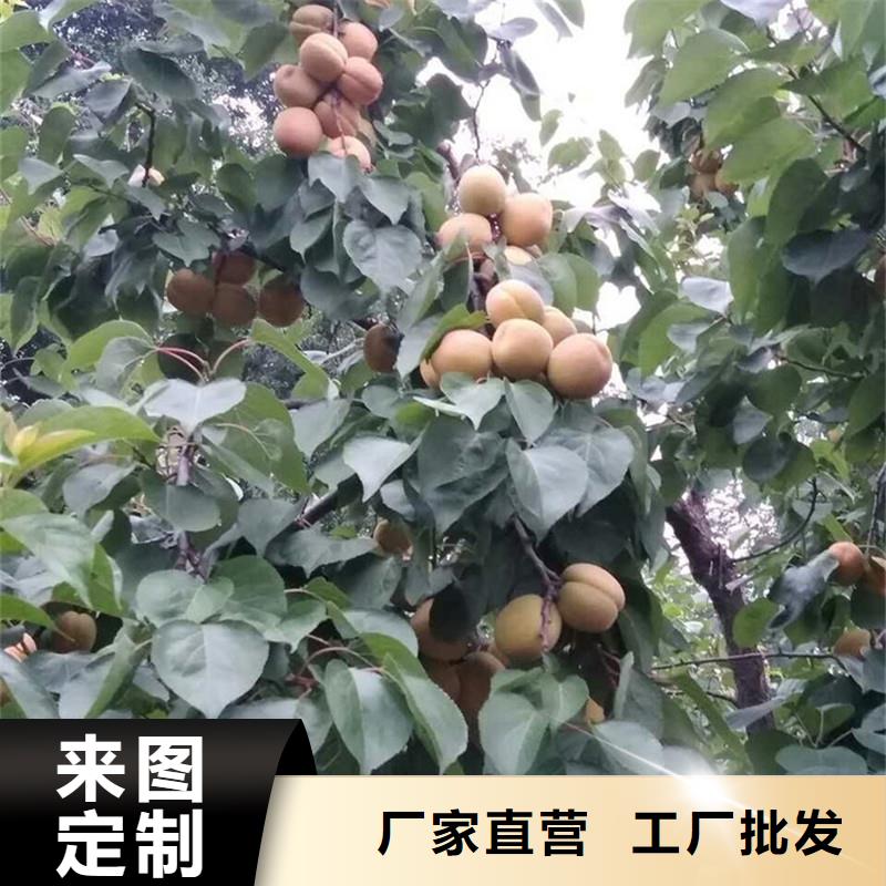 杏_苹果苗好产品价格低多种款式可随心选择