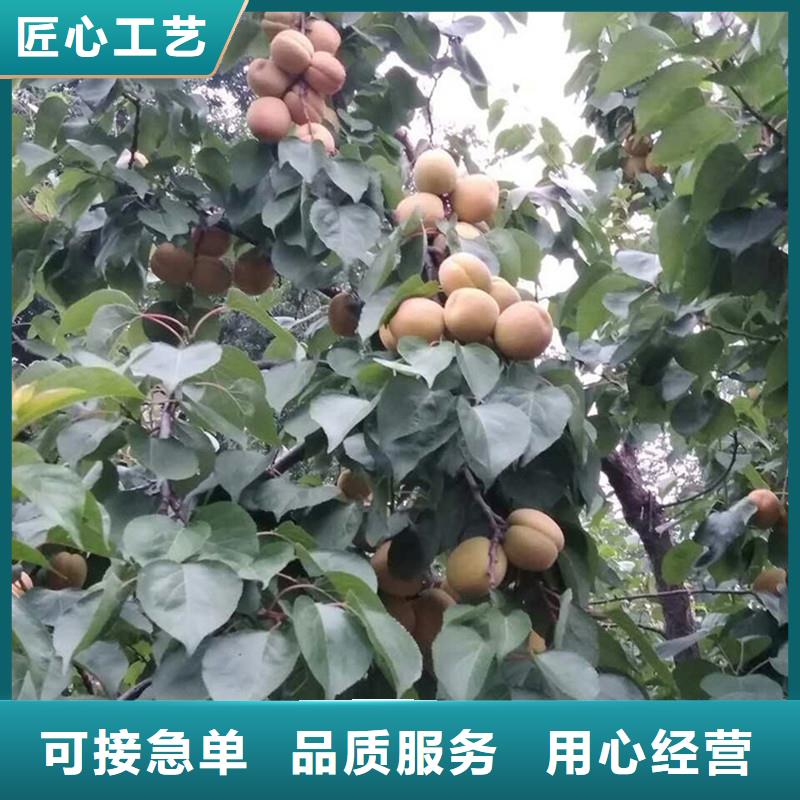 【杏李子苗自营品质有保障】口碑好实力强