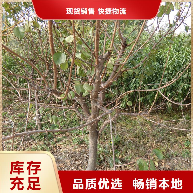 杏-樱桃苗行业优选实力派厂家