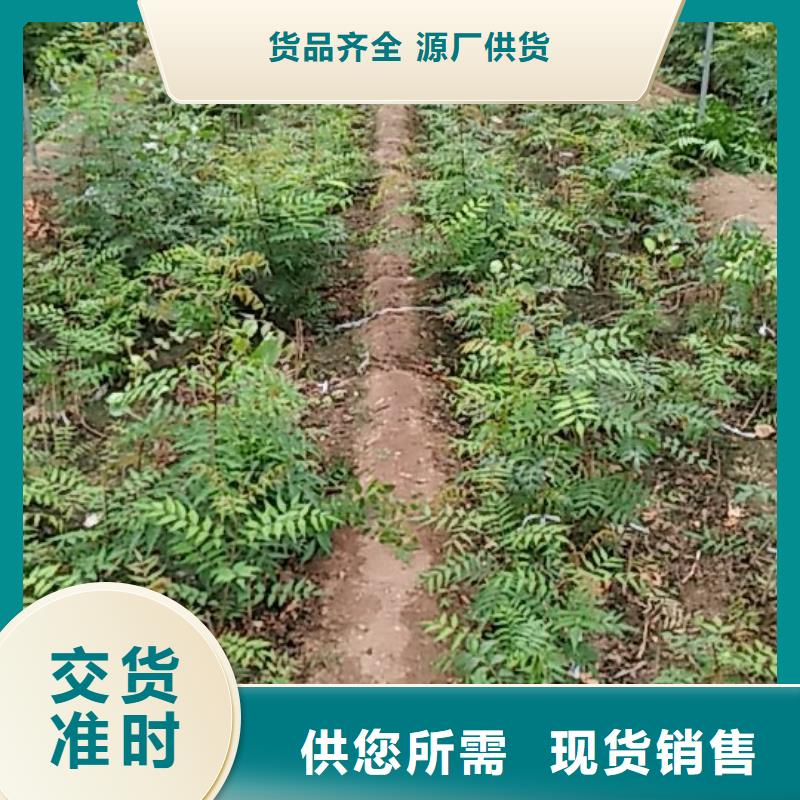 开心果嘎啦苹果保障产品质量质量层层把关