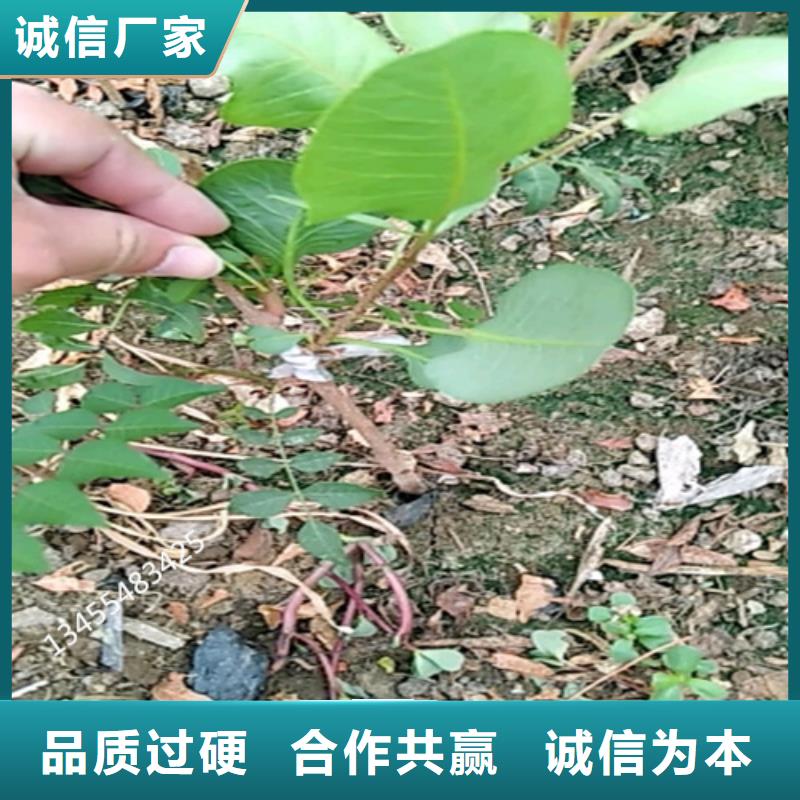 开心果-苹果苗适用场景合作共赢