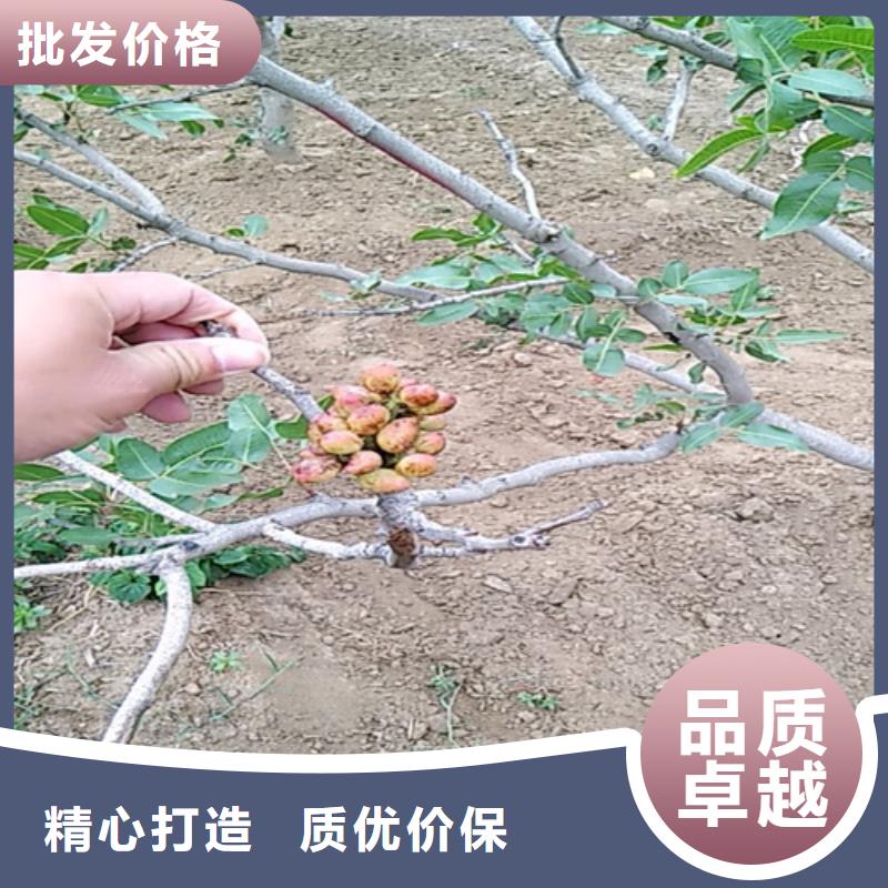 开心果石榴树苗质量检测工厂现货供应